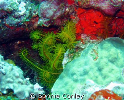 Golden crinoid seen at Cancun May 2008.  I've been diving... by Bonnie Conley 